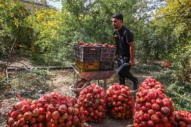 برداشت انار از باغات «فاروق» 
