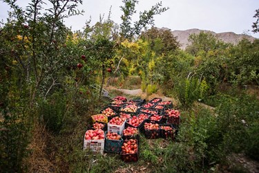 برداشت انار از باغات «فاروق» 