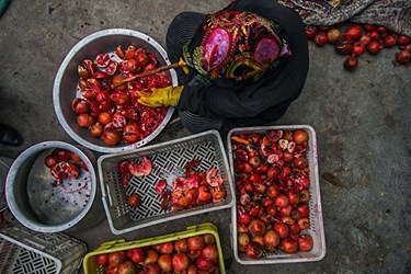 برداشت انار از باغات «فاروق» 