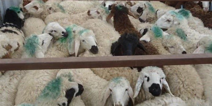 کشف ۲۲۵ راس گوسفند قاچاق در بردسکن