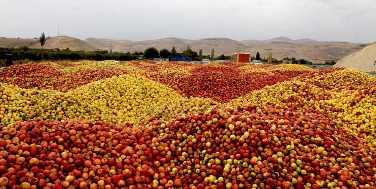 فراوری 330هزار تن سیب صنعتی در آذربایجان‌غربی