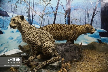 Iran: Khoshk-e-Daran Wildlife Museum