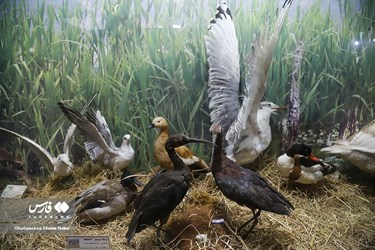 Iran: Khoshk-e-Daran Wildlife Museum