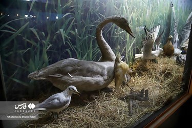Iran: Khoshk-e-Daran Wildlife Museum