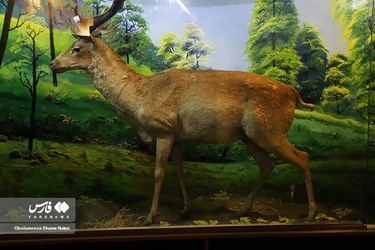 Iran: Khoshk-e-Daran Wildlife Museum