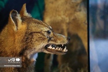 Iran: Khoshk-e-Daran Wildlife Museum