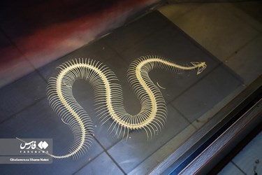 Iran: Khoshk-e-Daran Wildlife Museum