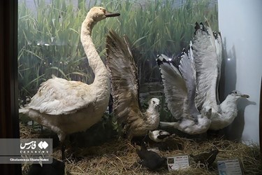Iran: Khoshk-e-Daran Wildlife Museum