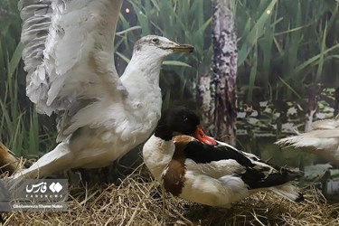 Iran: Khoshk-e-Daran Wildlife Museum