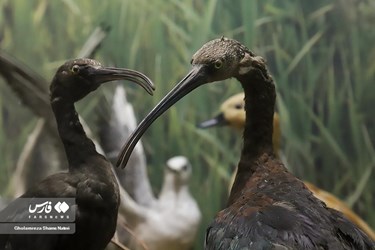 Iran: Khoshk-e-Daran Wildlife Museum