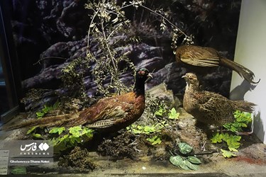 Iran: Khoshk-e-Daran Wildlife Museum