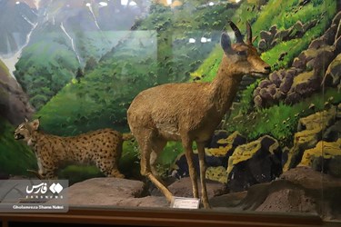 Iran: Khoshk-e-Daran Wildlife Museum