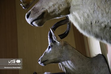 Iran: Khoshk-e-Daran Wildlife Museum