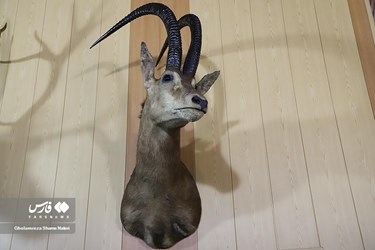 Iran: Khoshk-e-Daran Wildlife Museum