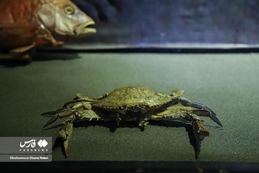 Iran: Khoshk-e-Daran Wildlife Museum