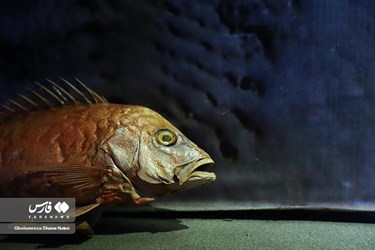 Iran: Khoshk-e-Daran Wildlife Museum