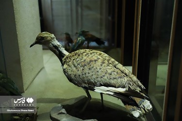 Iran: Khoshk-e-Daran Wildlife Museum
