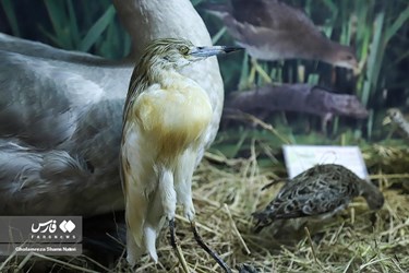 Iran: Khoshk-e-Daran Wildlife Museum