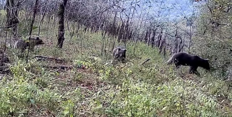 مشاهده خرس قهوه‌ای مادر به همراه دو توله در گیلان +فیلم