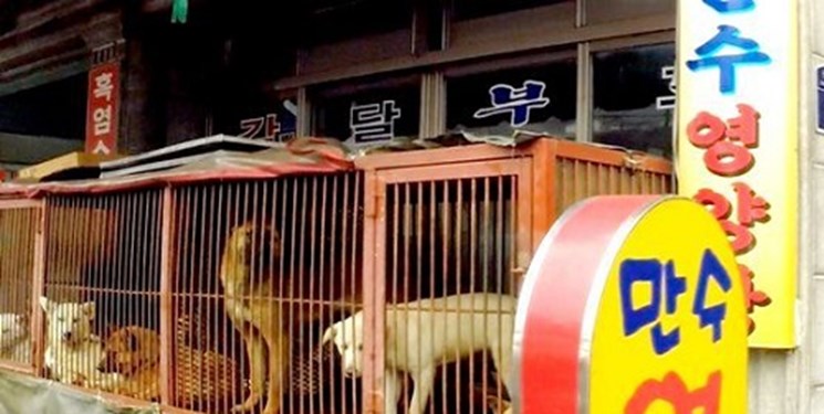 کره‌جنوبی خوردن سگ را ممنوع می‌کند