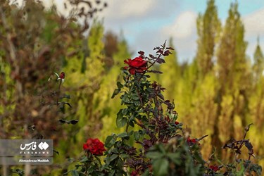 Shiraz Beauty Has Doubled in Colorful Autumn