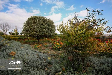 Shiraz Beauty Has Doubled in Colorful Autumn