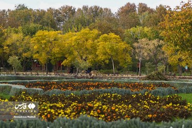 Shiraz Beauty Has Doubled in Colorful Autumn