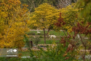 Shiraz Beauty Has Doubled in Colorful Autumn