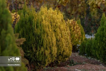 Shiraz Beauty Has Doubled in Colorful Autumn