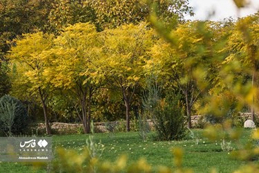 Shiraz Beauty Has Doubled in Colorful Autumn