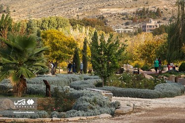 Shiraz Beauty Has Doubled in Colorful Autumn