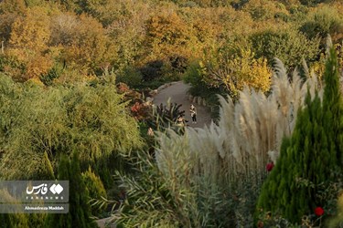 Shiraz Beauty Has Doubled in Colorful Autumn