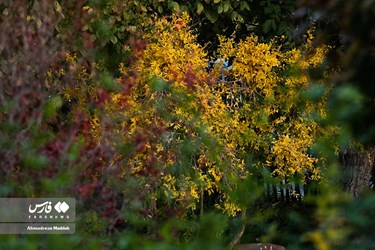 Shiraz Beauty Has Doubled in Colorful Autumn