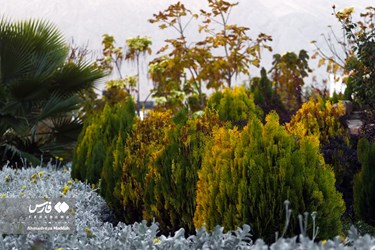 Shiraz Beauty Has Doubled in Colorful Autumn