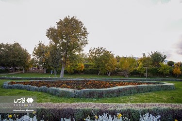 Shiraz Beauty Has Doubled in Colorful Autumn