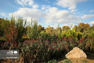 Shiraz Beauty Has Doubled in Colorful Autumn