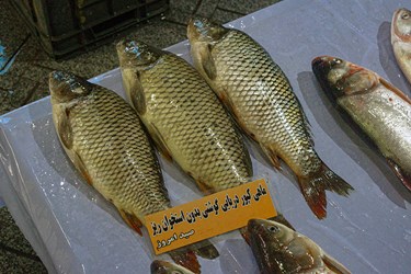 بازار ماهی فروشان «بندر انزلی»