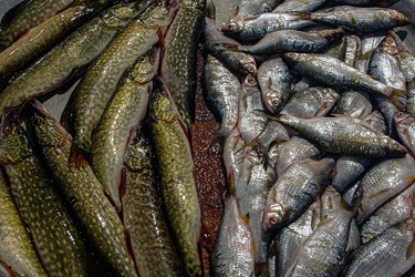 بازار ماهی فروشان «بندر انزلی»