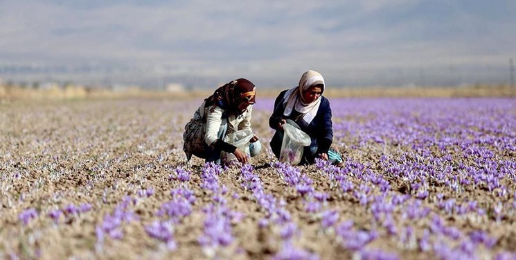 کاهش ۵۰ درصدی تولید زعفران در منطقه تربت‌ حیدریه