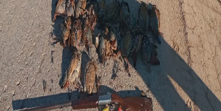 دستگیری متخلفین شکار غیرمجاز پرندگان وحشی در « دهلران »