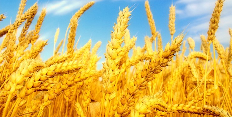 تاجیکستان دومین واردکننده گندم از قزاقستان