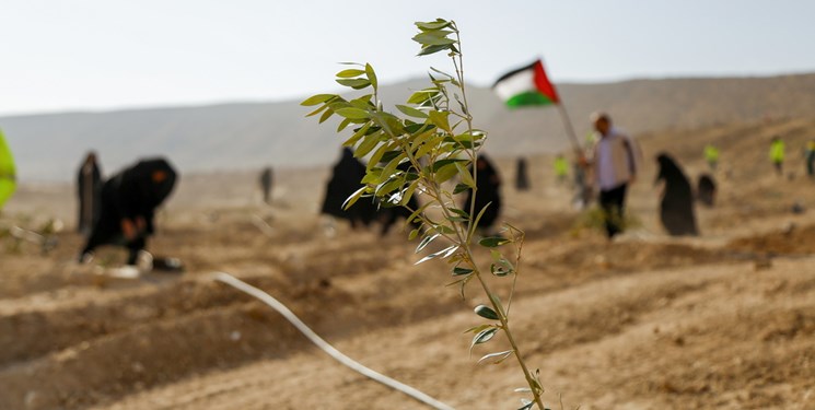 کاشت 10 هزار نهال زیتون به یاد شهدای فلسطین در قم