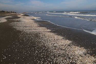 ساحل پوشیده از صدف دریایی 