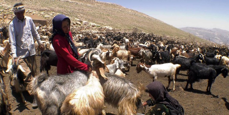 «دختر کوه نور» در میان 20 اثر منتخب «سینما حقیقت» جای گرفت