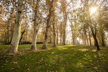 پاییز در کاخ موزه نیاوران