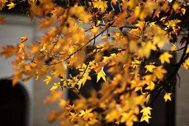 پاییز در کاخ موزه نیاوران