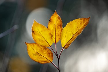 پاییز در کاخ موزه نیاوران
