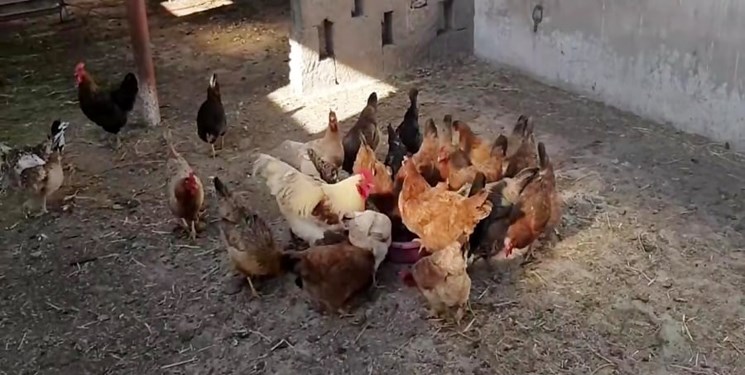 اجرای ۲۵ طرح پرورش مرغ خانگی برای مددجویان « ایوان »