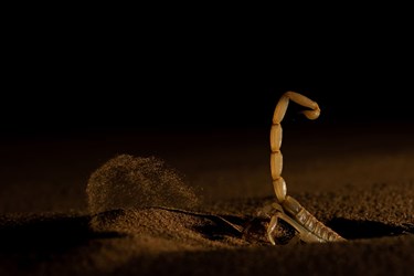 عکاسی طبیعت؛ سرشار از زندگی و پویایی 