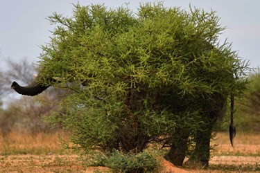 عکاسی طبیعت؛ سرشار از زندگی و پویایی 
